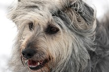 OTTO, Hund, Mischlingshund in Ortenberg - Bild 8