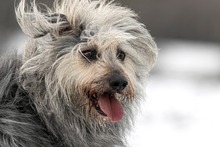 OTTO, Hund, Mischlingshund in Ortenberg - Bild 9