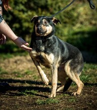 HARIBO, Hund, Mischlingshund in Ungarn - Bild 2