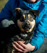 HARIBO, Hund, Mischlingshund in Ungarn - Bild 4