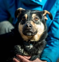 HARIBO, Hund, Mischlingshund in Ungarn - Bild 6