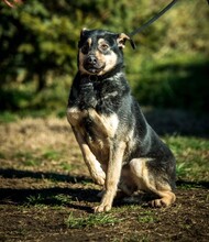 HARIBO, Hund, Shar Pei-Labrador-Mix in Ungarn - Bild 1