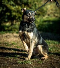 HARIBO, Hund, Shar Pei-Labrador-Mix in Ungarn - Bild 11