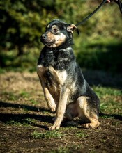 HARIBO, Hund, Shar Pei-Labrador-Mix in Ungarn - Bild 12