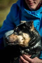 HARIBO, Hund, Shar Pei-Labrador-Mix in Ungarn - Bild 14