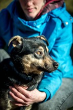 HARIBO, Hund, Shar Pei-Labrador-Mix in Ungarn - Bild 15