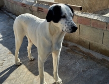 FONTANA, Hund, Herdenschutzhund-Mix in Spanien - Bild 10