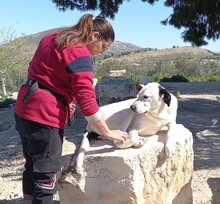 FONTANA, Hund, Herdenschutzhund-Mix in Spanien - Bild 3