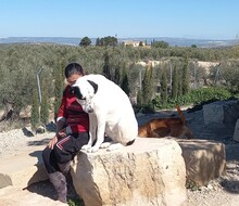 FONTANA, Hund, Herdenschutzhund-Mix in Spanien - Bild 5