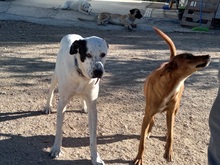 FONTANA, Hund, Herdenschutzhund-Mix in Spanien - Bild 8