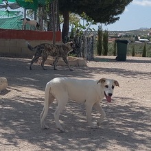 NEIX, Hund, Herdenschutzhund-Mix in Spanien - Bild 14