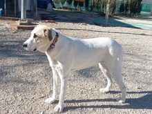NEIX, Hund, Herdenschutzhund-Mix in Spanien - Bild 3
