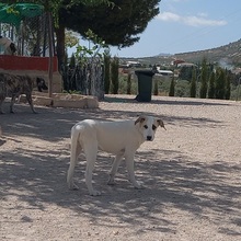 NEIX, Hund, Herdenschutzhund-Mix in Spanien - Bild 8
