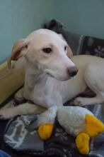 LEONARDO, Hund, Mischlingshund in Bulgarien - Bild 2