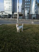 CREAM, Hund, Mischlingshund in Bulgarien - Bild 3