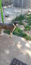 NOOMI, Hund, Mischlingshund in Rumänien - Bild 10
