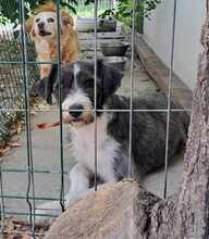 NOOMI, Hund, Mischlingshund in Rumänien - Bild 11