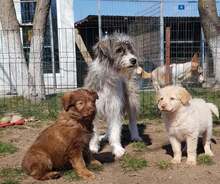 NOOMI, Hund, Mischlingshund in Rumänien - Bild 3