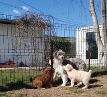 NOOMI, Hund, Mischlingshund in Rumänien - Bild 4