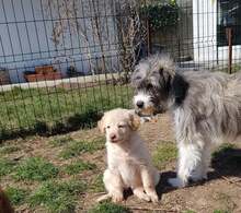 NOOMI, Hund, Mischlingshund in Rumänien - Bild 6