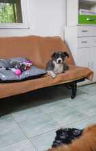 NOOMI, Hund, Mischlingshund in Rumänien - Bild 8