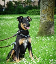 NILS, Hund, Mischlingshund in Essen - Bild 3