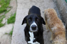 NESTLE, Hund, Mischlingshund in Spanien - Bild 1