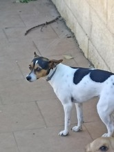 ABRIL, Hund, Bodeguero Andaluz in Spanien - Bild 1