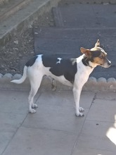ABRIL, Hund, Bodeguero Andaluz in Spanien - Bild 2