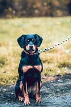 LUKRECIA, Hund, Mischlingshund in Slowakische Republik - Bild 1