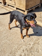 LUKRECIA, Hund, Mischlingshund in Slowakische Republik - Bild 14