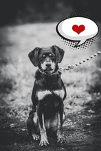 LUKRECIA, Hund, Mischlingshund in Slowakische Republik - Bild 3