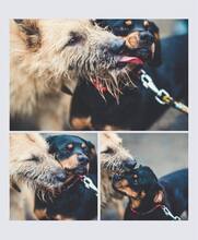 LUKRECIA, Hund, Mischlingshund in Slowakische Republik - Bild 5