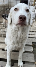 ALASKA, Hund, Mischlingshund in Griechenland - Bild 2