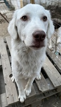 ALASKA, Hund, Mischlingshund in Griechenland - Bild 6