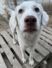 ALASKA, Hund, Mischlingshund in Griechenland - Bild 7