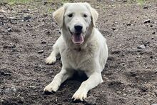 OPHELIA, Hund, Maremmano-Labrador-Mix in Italien - Bild 18