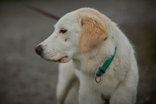 OPHELIA, Hund, Maremmano-Labrador-Mix in Italien - Bild 8