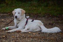 OPHELIA, Hund, Maremmano-Labrador-Mix in Italien - Bild 9