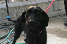BERTUCCIA, Hund, Jagdhund-Mix in Italien - Bild 14