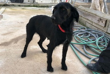 BERTUCCIA, Hund, Jagdhund-Mix in Italien - Bild 15