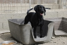 BERTUCCIA, Hund, Jagdhund-Mix in Italien - Bild 3