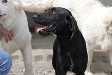 BERTUCCIA, Hund, Jagdhund-Mix in Italien - Bild 7