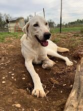 TEO, Hund, Labrador-Mix in Italien - Bild 4