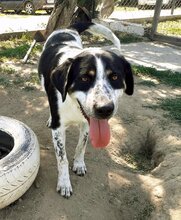 PONGO, Hund, Mischlingshund in Griechenland - Bild 1