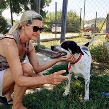 PONGO, Hund, Mischlingshund in Griechenland - Bild 3
