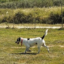 PONGO, Hund, Mischlingshund in Griechenland - Bild 6
