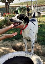 PONGO, Hund, Mischlingshund in Griechenland - Bild 7