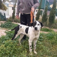 JOSEPH, Hund, Mischlingshund in Spanien - Bild 1