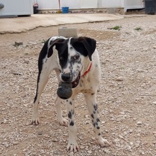 JOSEPH, Hund, Mischlingshund in Spanien - Bild 2